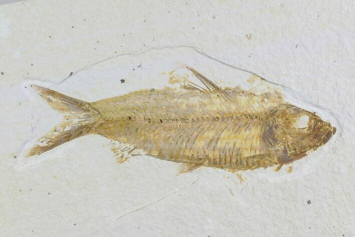 Detailed Fossil Fish (Knightia) - Wyoming #96108